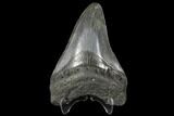 Fossil Megalodon Tooth - South Carolina #130720-1